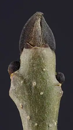 Image 23Dormant buds of ash, Fraxinus excelsior (from Tree)