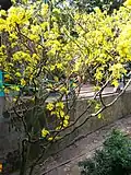 Mai tree