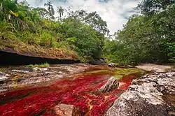 View of the Caño Cristales