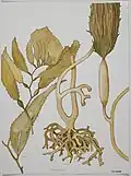 Seaweed watercolour (1989)