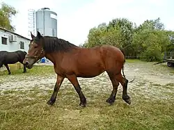 Horse breeding