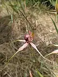 side view of flower