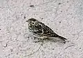 Female
