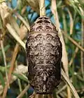 Pupa, dorsal view