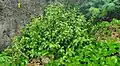 Callicarpa candicans (paucinervia variant) bush growing from sea-exposed limestone. Tamuning, Guam