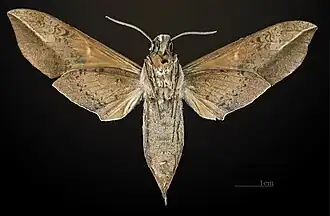 Female underside