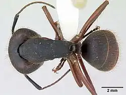 Dorsal view
