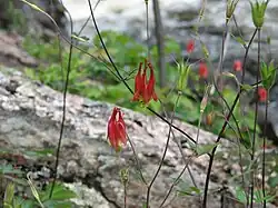 In habitat