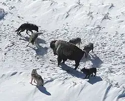 Image 53Bison surrounded by grey wolf pack (from Domestication of the dog)