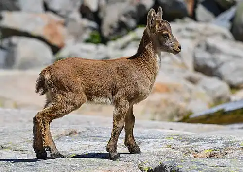 Image 9 Spanish ibex Photograph: J.Ligero & I.Barrios A three-month old Spanish ibex (Capra pyrenaica) in Sierra de Gredos, Spain. These ibexes are strong mountain animals characterized by their large and ﬂexible hooves and short legs. The two sexes of adults form separate social groups; juveniles stay with the female groups from birth until the following birth season, when they leave. Yearling males then join male groups, while females eventually return to their mothers' groups and stay several years. More selected pictures