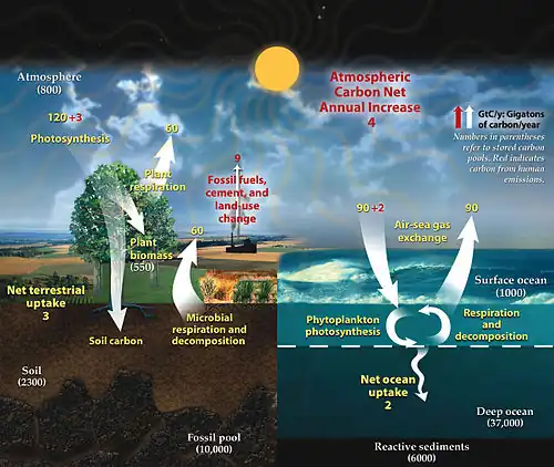 Image 37This diagram of the carbon cycle shows the movement of carbon between land, atmosphere, and oceans in billions of metric tons of carbon per year. Yellow numbers are natural fluxes, red are human contributions, white are stored carbon. (from Carbon dioxide in the atmosphere of Earth)