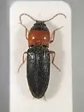Cardiophorus anticus, Italy