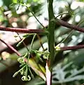 Flowers of V. monoica