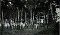 Isle of Tundzha trees stripped of bark which the prisoners ate