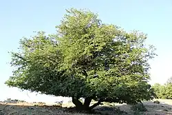Southern Balkan Hornbeam