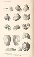 Plate VIII.