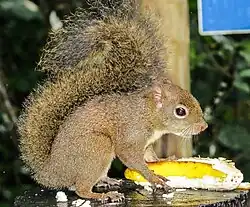 Brown squirrel