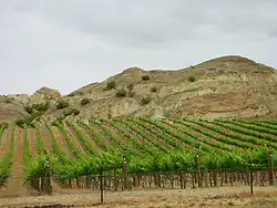 Photograph of a vineyard in Bannockburn