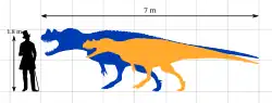 Scale chart comparing two specimens to a human