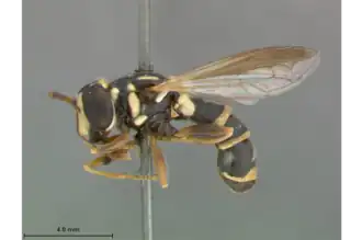 Ceriana ancoralis