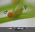 Antheridium (♂) und Oogonium (♀)