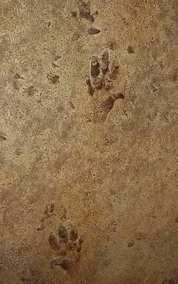 Cheirotherium trace fossil, displayed in Oxford University Museum of Natural History