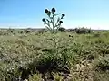 Habit