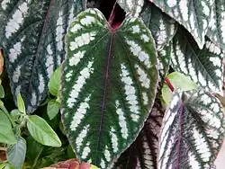 Close-up of leaves