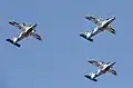 Indian Coast Guard Dornier Do 228 formation at Aero India 2025