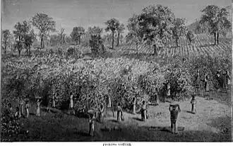 Image 27Coffee plantation (from History of coffee)