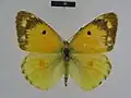 C. e. erate dorsal view (male)