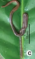 Glyphidrilus huailuangensis