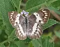 Female imago, C. d. annae, feeding