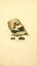 Annulohypoxylon multiforme by James Sowerby (1803)