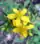 Hypericum perforatum, common St. Johnswort, Potawatomi State Park