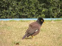 Basking