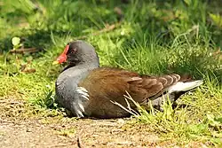 Young adult, London