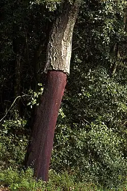 Image 16Recently stripped cork oak (Quercus suber) (from Tree)