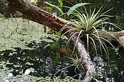 Tillandsia species