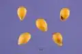 Seeds
