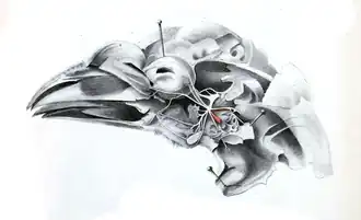 Nerves of the head