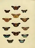 P. jovianus (L,M) in a plate from Cramer & Stoll (1782).