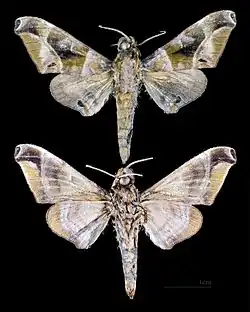 Craspedortha