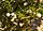 Juniperus horizontalis, creeping juniper, Washington Island