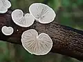 C. subverrucisporus