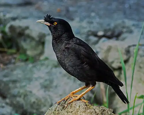 Image 21 Crested myna Photograph credit: Laitche The crested myna (Acridotheres cristatellus), also known as the Chinese starling, is a species of starling in the genus Acridotheres native to southeastern China and Indochina. It is named after the tuft of feathers on its forehead that resembles a crest. The crested myna is typically found in open spaces near urban and agricultural areas. It is a popular cage-bird and, as a result, has been accidentally released in a few places outside of its usual range. For example, this species was introduced around 1890 into the Vancouver region of British Columbia, Canada. Like many starlings, the crested myna is omnivorous. It will eat a variety of food including worms, grub, grains, fruit, and even garbage. It is a highly beneficial bird to farmers as it predates on insects and does not attack crops. This picture shows a crested myna photographed in Osaka, Japan. More selected pictures