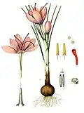 Illustration from Köhler's Medizinal-Pflanzen (1897)