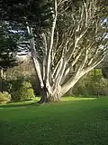 Cupressus macrocarpa
