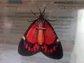 Underside