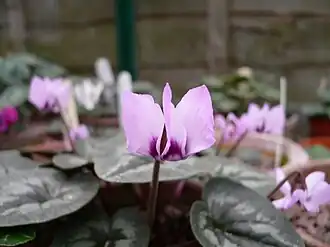 C. coum subsp. elegans, syn. C. elegans
